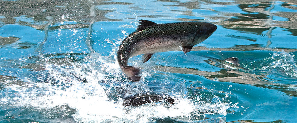 The Top Five Questions You Should Ask Yourself Before Buying Any Salmo ...