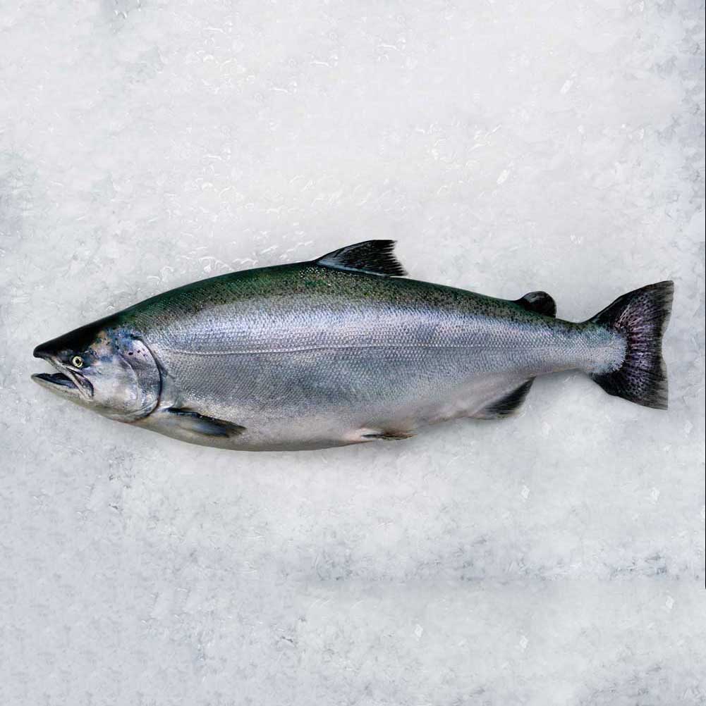 Freshwater King Salmon (Sushi Grade) – Santa Cruz Fish Co.